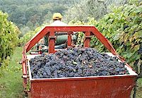 Tuscany wine tours